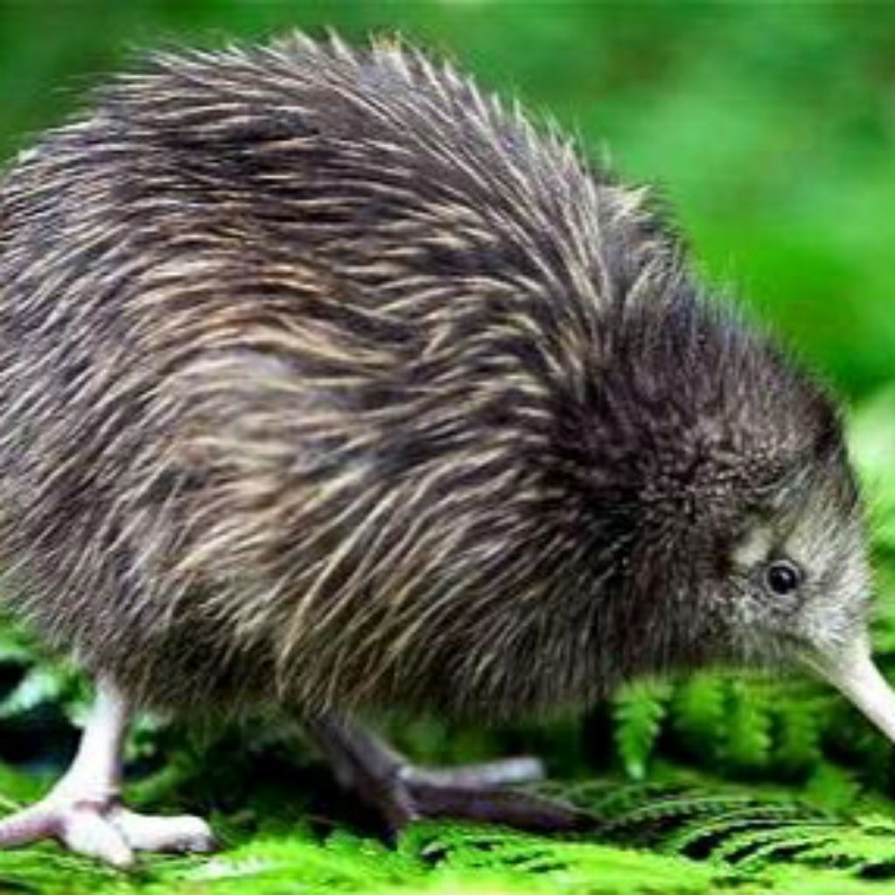 Meet your Posher, Pamela